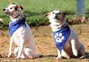 The blind dog who needs a new home... and he comes with his own ...