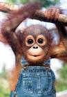 fun monkey