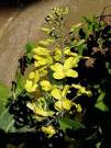 Brassica oleracea Wild Cabbage PFAF Plant Database