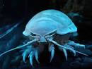 deep sea « Southern Fried Science