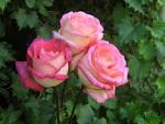 1500x1125 Wallpapers Backgrounds - Download free 1500x1125 roses ...