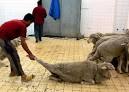 Animals Post: Humane Meat: A Contradiction in Terms - Bikya Masr