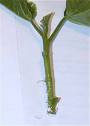 hibiscus cuttings