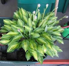 Image result for hosta plant