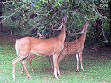 250px-White-tailed_deer_( ...