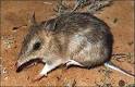 Файл:Bandicoot de Bouganville.jpg — Википедия