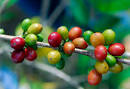 Coffee cherries Flickr   Photo Sharing