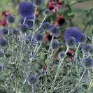 Echinops ritro (Small globe thistle) - Fine Gardening Plant Guide