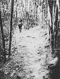Ho Chi Minh trail - Wikipedia, the free encyclopedia