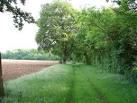 As the marked boundary of Aves Ditch comes to an end, a pleasant tree-lined - via Daymix