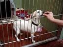East Bay SPCA Hosts Second Annual Chihuahua Palooza Event May 1-31 ...