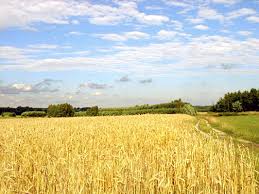 The Rye field in this picture you can see endless rye. Close your eyes. Imagine 20 or so kids playing in the rye just running around, but at the end of this rye field there is a cliff. A sharp steep drop that is not survivable. The kids run around and play in the rye field but they get too close to the edge; that’s why there is a man there. He saves the kids, he doesn’t let them fall, and he catches them. He is a catcher in the rye. Open your eyes. That is what Holden’s dream job is; to “catch a body coming thro the rye” (109)