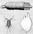 Banglapedia: Lac Insect 
