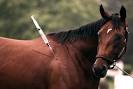 Big Brown Gets Off the Smack Just in Time for Belmont -- Daily Intel