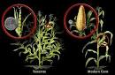Teosinte and Modern Corn