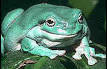 White's Tree Frog