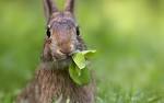 Funny Rabbit 1920x1200 Wallpapers, 1920x1200 Wallpapers & Pictures ... wallpapers.brothersoft.com 