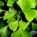 Ginkgo Biloba and Ginseng Capsule