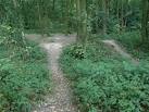 Earthwork in Fox Wood. There is a substantial network of embankments and - via Daymix