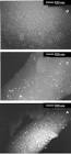 How to tailor maghemite particle size in γ-Fe2O3–SiO2 ...