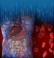 Human body - CreationWiki, the encyclopedia of creation science