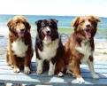 Pound Puppies | Owned and Operated By: Candice Loreley Night