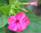 Annuals - <b>Mirabilis</b> jalapa