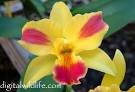 Orchids,Orchid Pictures