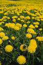 Health Benefits of Dandelions