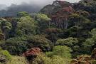 Udzungwa Mountain Forest National Park Tanzania Budget Safaris