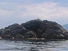 This cormorant is standing in the typical posture of one drying its wings in - via Daymix