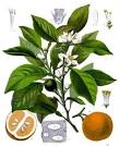 File:Citrus aurantium - Köhler–s Medizinal-Pflanzen-042.jpg ...