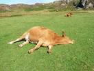 NM2621 : Lazy Cow - via Daymix