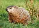 Groundhog Day Pictures: Punxsutawney Phil, Now and Then