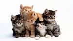 Image result for cats