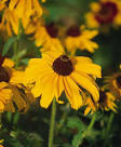 Black-Eyed Susan