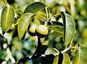Manchineel (<b>Hippomane</b>