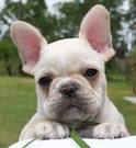 Frenchie Fever - A French Bulldog photo blog