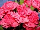 Plants Profile - Dianthus caryophyllus L. (Caryophyllaceae ...
