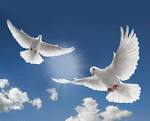 Funeral Dove Release - Funeral Dove Release
