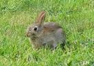 A Wild Rabbit at Lossiemouth - via Daymix