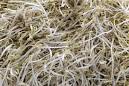 Bean Sprouts Tainted With Banned Additive Are Again Found in China.