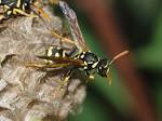 File:Wasp May 2008-11.jpg - Wikipedia, the free encyclopedia