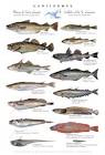 Canadian Register of Marine Species - Photogallery