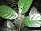 <b>Antiaris</b> toxicaria (Pers.