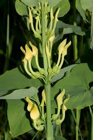 Des vertus des plantes par Macer Floridus, 1832 Images?q=tbn:ANd9GcRoHOVwbVVwG8riLl6opbtN4nR5A3t_OQ45ttScaOC5FC7e9eKQuUkOgWke