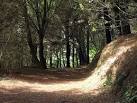 of sunlight before moving back into the shadows of the pines which, - via Daymix