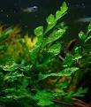 aquatic plants under water