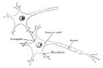 Addiction effects on the Brain