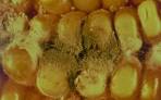aflatoxin